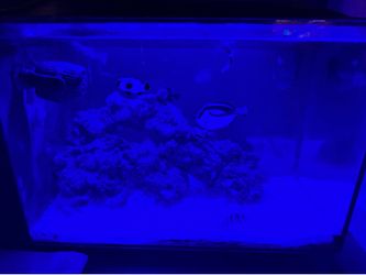 Salt water fish tank