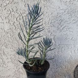 1.5 Gallon Pot Succulent Plant - Blue Fingers - Curio Talinoides - Rooted & Established - Drought Resistant 🪴