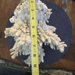 Coral Display Piece 