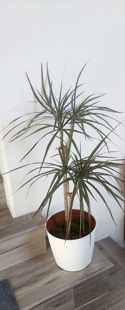 Living Plant 🌱 40"H Drecaena Marginata (Symbolize Good Luck, Resilience, Prosperity, and Longevity) on 9"H White Pot with Tray ::: Indoor