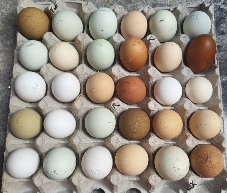 EGGS For Baskets - Trade