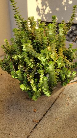 Free cuttings