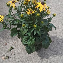 Rudbeckia