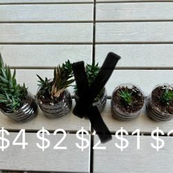 Haworthia succulents