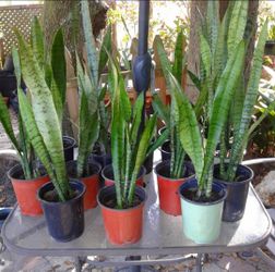 Snake Plants
