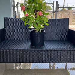 Crown Of Thorns , Christ Plant 
