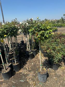 Rose Tree 5gallon