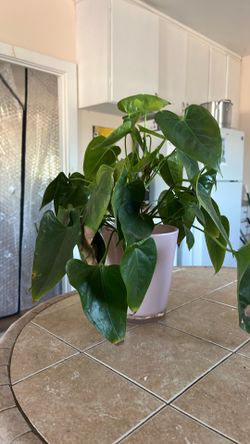 Índoor plant