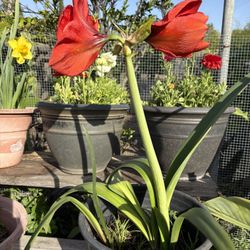 Amaryllis