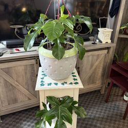 Emerald Ripcurl Philodendron Tower