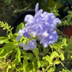 Plumbago 30  dolares