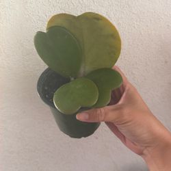 Hoya Kerri Heart ❤️ 