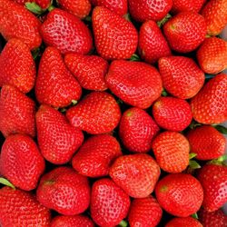 Fresas Frescas