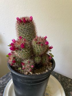 Spiny Pincushion Cactus