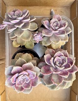 Succulents in 4” pot