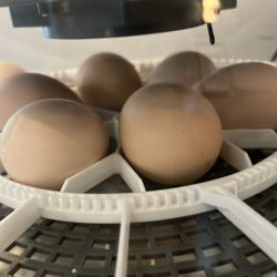 Fertilized Eggs Hatching On Or Around 6/27/25