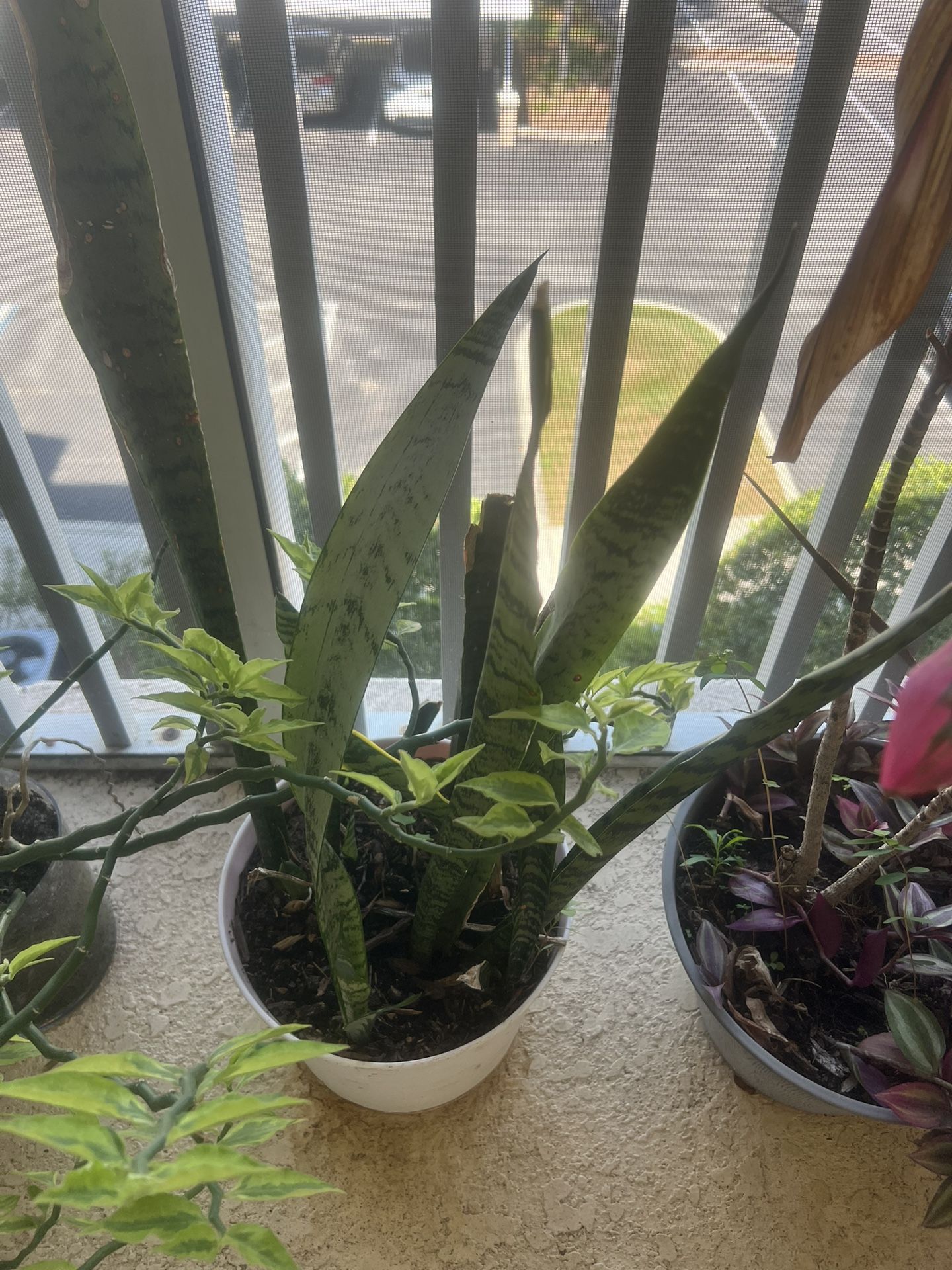 Spider Plant