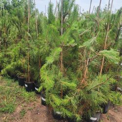 Loblolly Pines Trees 3gallon 