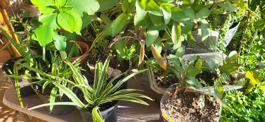 Variety of plants