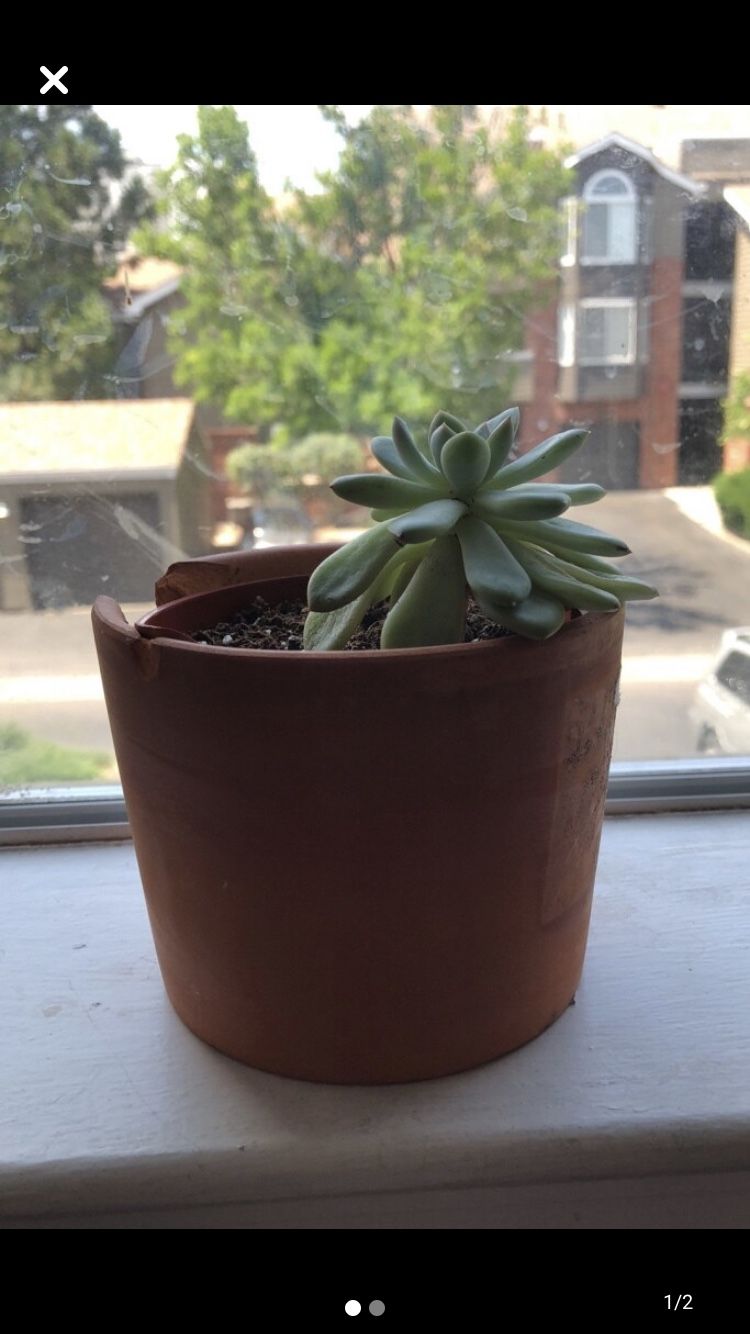 Succulent plant