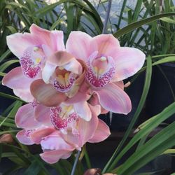 Cymbidium Orchid 
