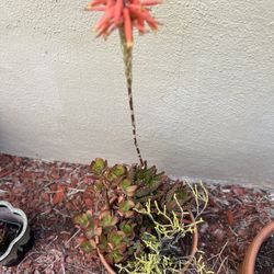 Many Succulents, Terra-Cotta Planter One Blooming