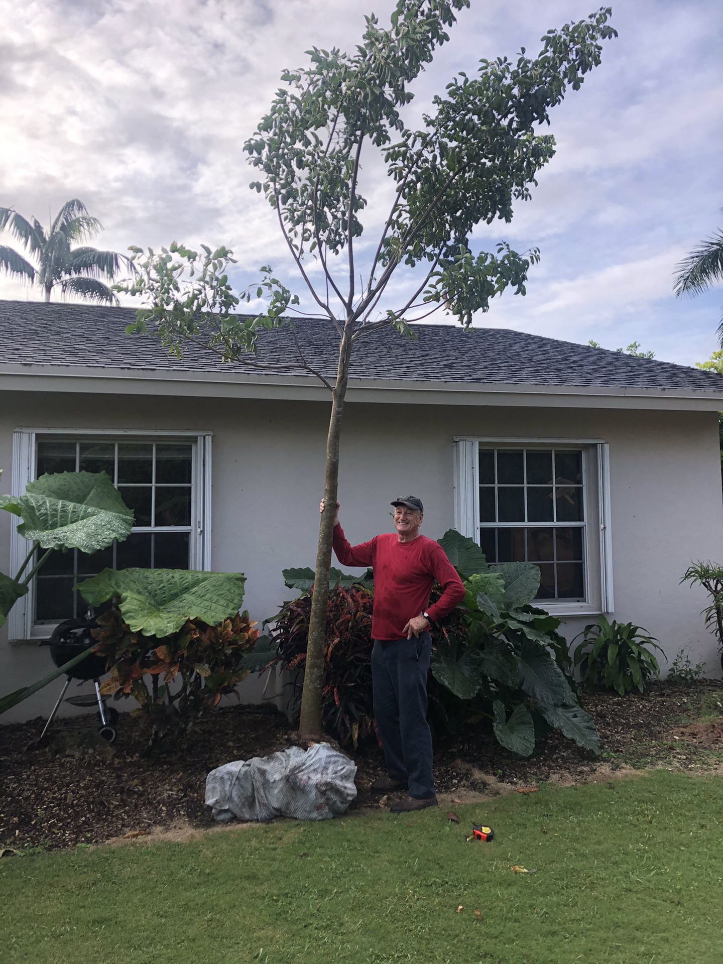 16’ Field grown gumbo limbo tree for sale