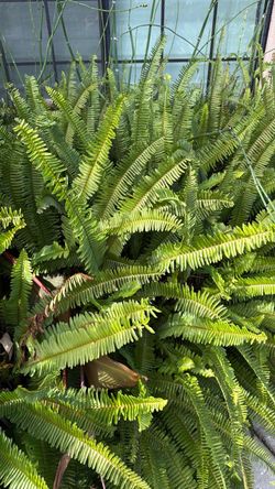 Ostrich  ferns 🌱