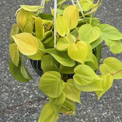 Philodendron Lime In Ceramic Decor Pot  With Macrame 