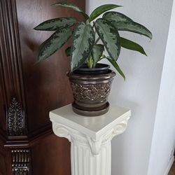 Live indoor flowers.