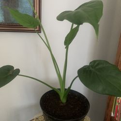 Plant nice for inside!  