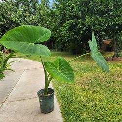 Ears Elephant Plant