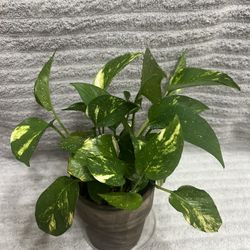 Indoor Live Plant In Decorative Pot