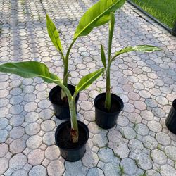 Ice cream Thai banana plant