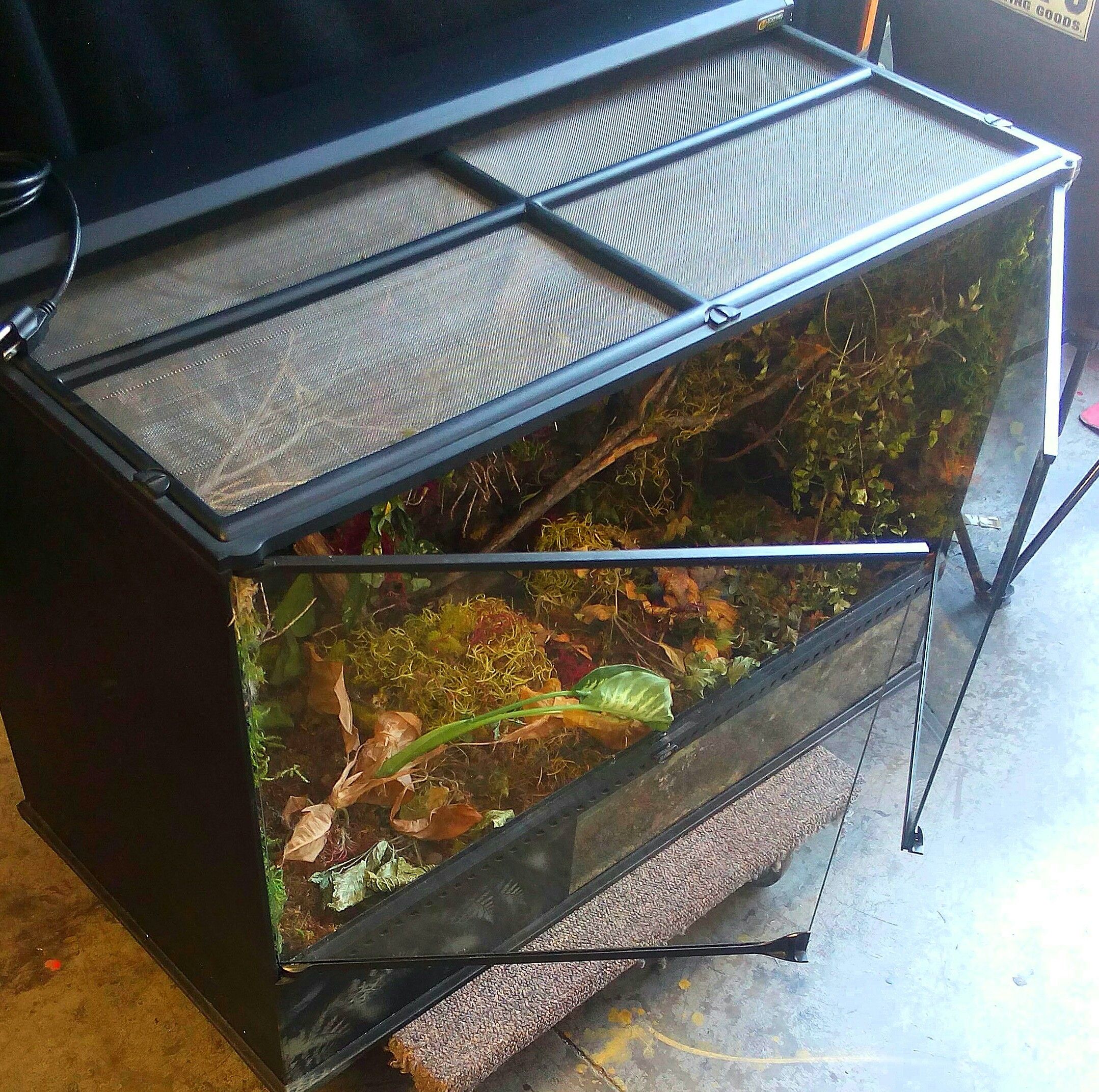 Exo-Terra Large Glass Terrarium is an ideal habitat for reptiles and amphibians