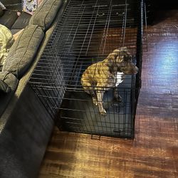 Brand New XL dog Crate