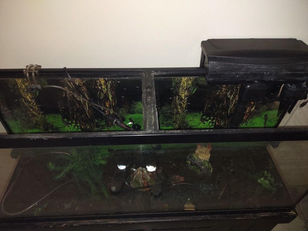 Fish Tank