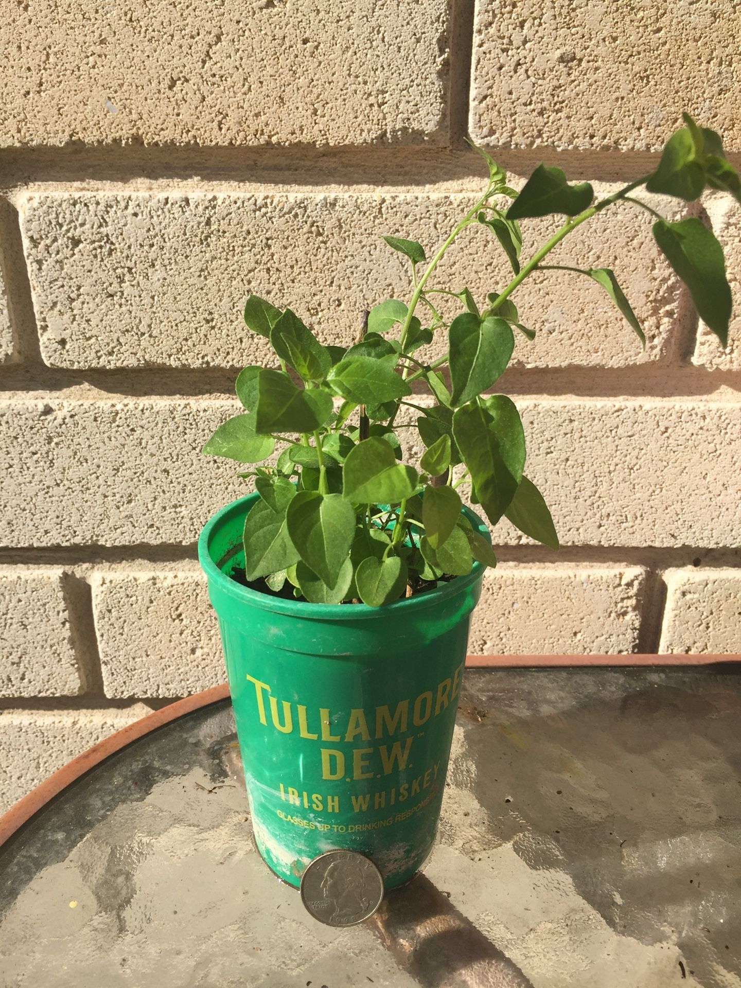 Chili Pequin, Plant, Herb