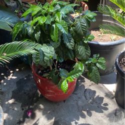 Café Plant
