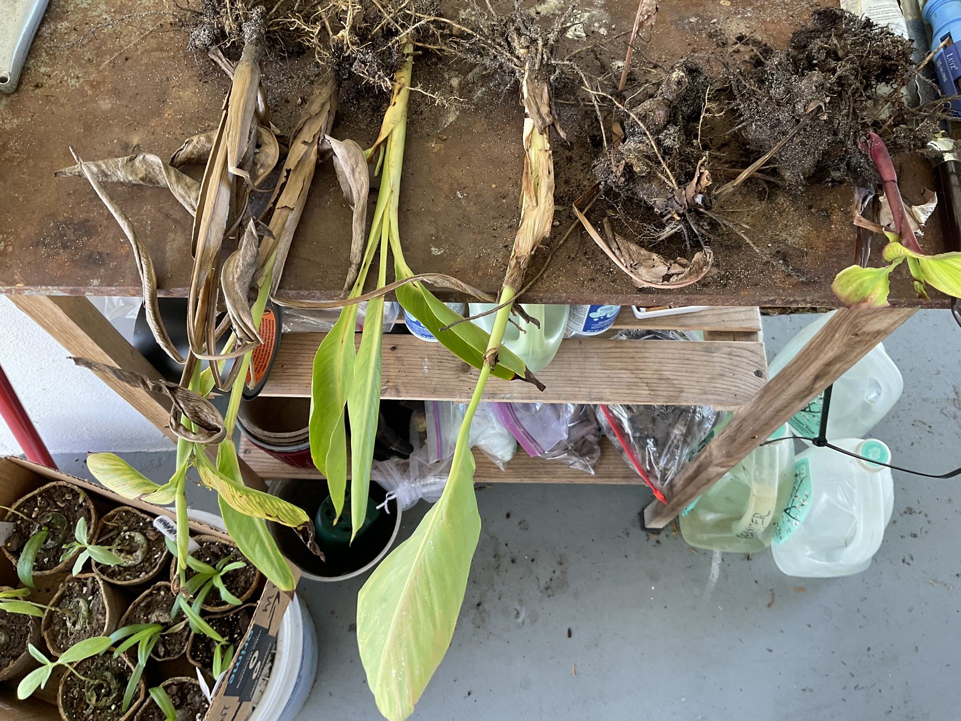 Canna- Assisted 