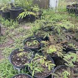 Young Mimosa Trees