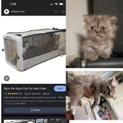 Cat Kennel For Persian Cats