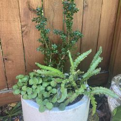 Ilex Bonsai Terrazzo Pot 