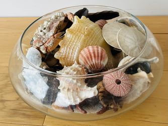 Glass Shell Terrarium w/Natural Shells, Sand Dollars, Crab Shells, Feathers, &Sand. 10”diameterX4”high.
