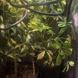 Chameleon And Enclosure
