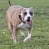 Daenerys_the_bully