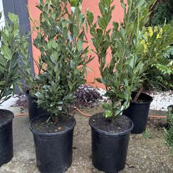 Bay Leaf Tree (Laurus Nobilus) 5gal