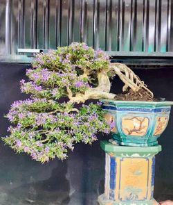 BONSAI 