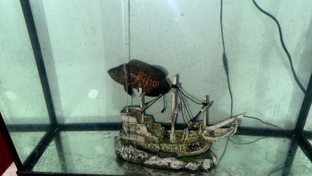 Fish tank Fish tank