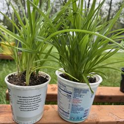 Day lily plants perennial 